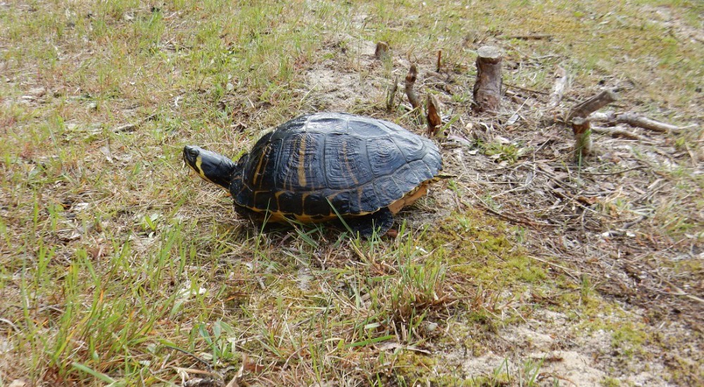 Geelbuikschildpad  Geelbuikschildpad