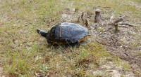 Geelbuikschildpad  Geelbuikschildpad