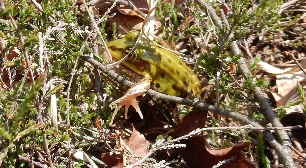 Groene kikker  2  Groene kikker  2