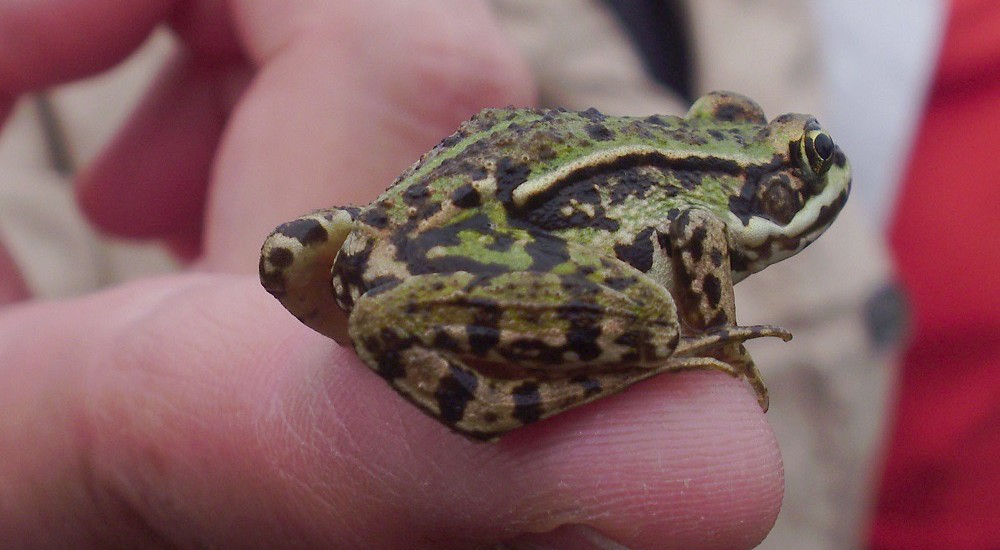 Groene kikker Groene kikker