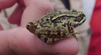 Groene kikker Groene kikker