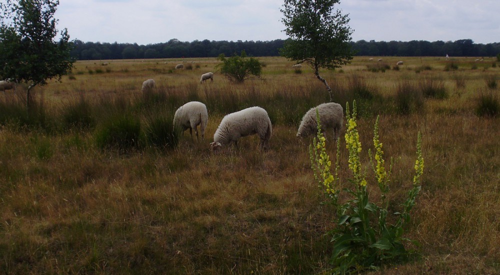 Groote heide  Groote heide
