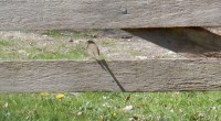 Roodborstje Roodborstje