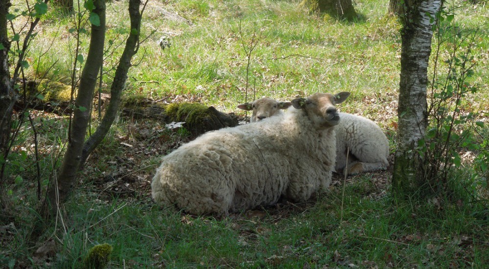 Schaap  Schaap