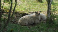 Schaap  Schaap