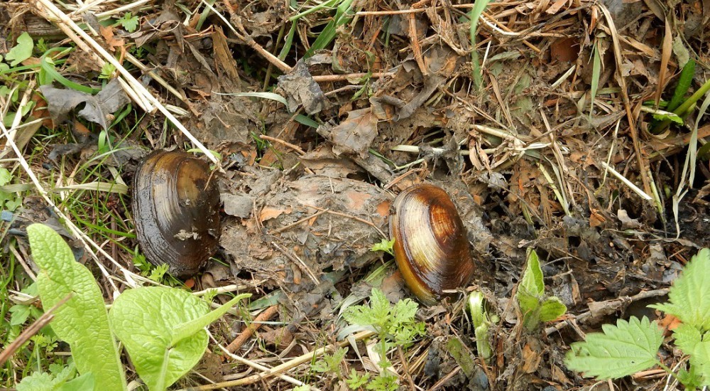 Schildersmossel Schildersmossel