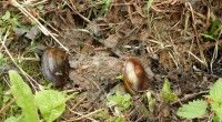 Schildersmossel Schildersmossel