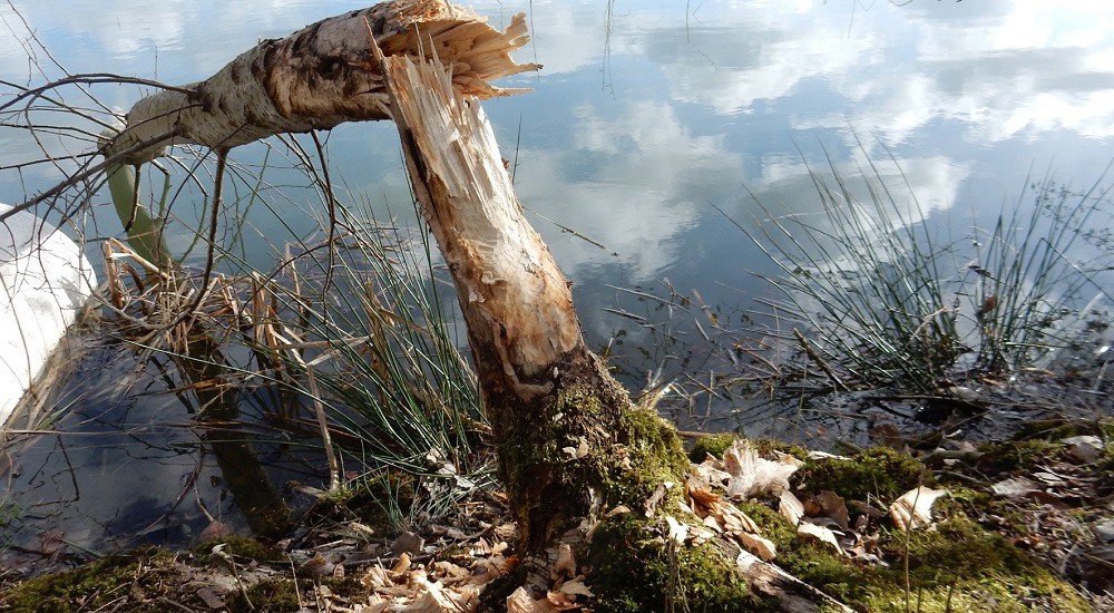 Vraatsporen bever Vraatsporen bever