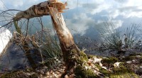 Vraatsporen bever Vraatsporen bever