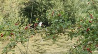 Witte reiger Witte reiger
