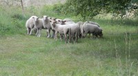Schapen Schapen