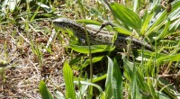 Zandhagedis Zandhagedis