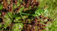 Grote groene sabelsprinkhaan