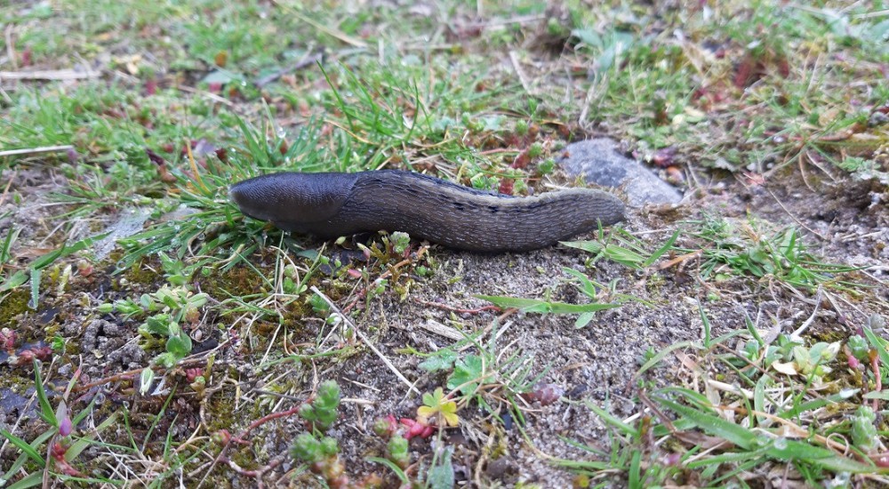zwarte aardslak zwarte aardslak