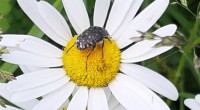 margriet insect