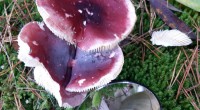 duivelsbrood russula