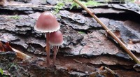 grote bloedsteelmycena