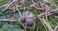 heidekleefsteel mycena