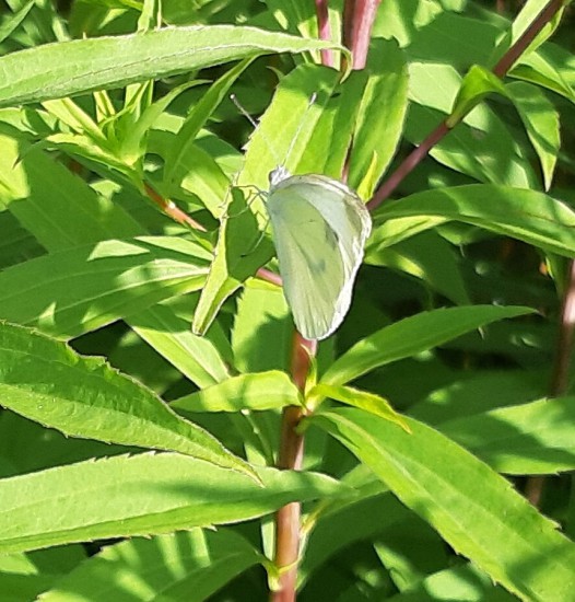scheefbloemwitje scheefbloemwitje