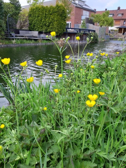 scherpe boterbloem scherpe boterbloem