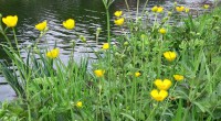 scherpe boterbloem scherpe boterbloem