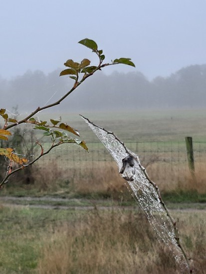web met waterdruppels web met waterdruppels